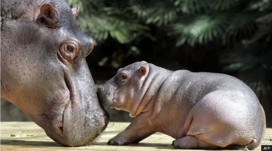 Baby hippo love with mother