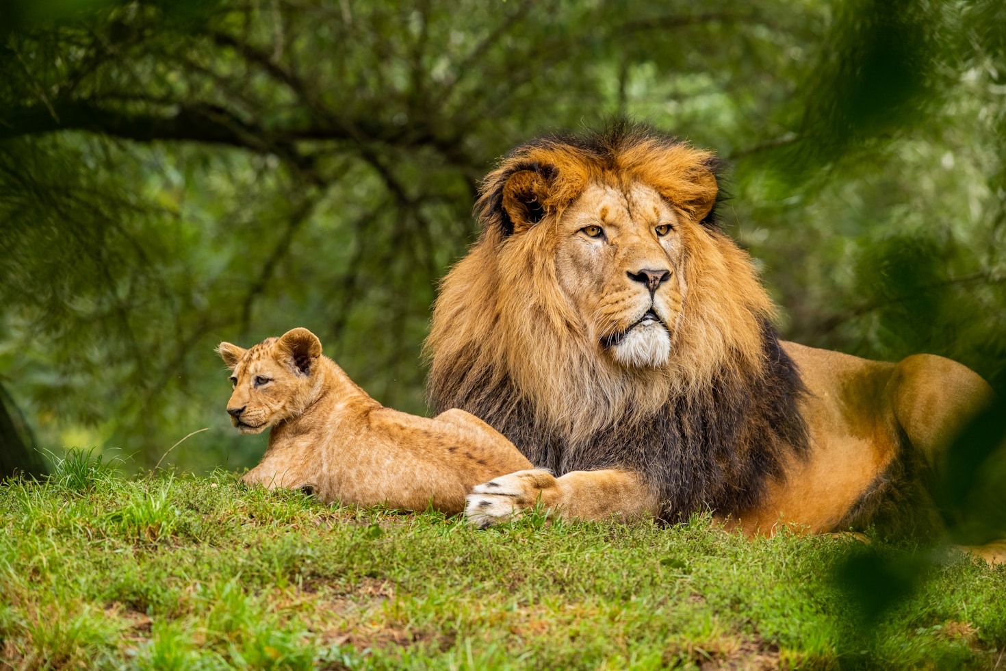 Top 5 Ways to Support Wildlife Conservation