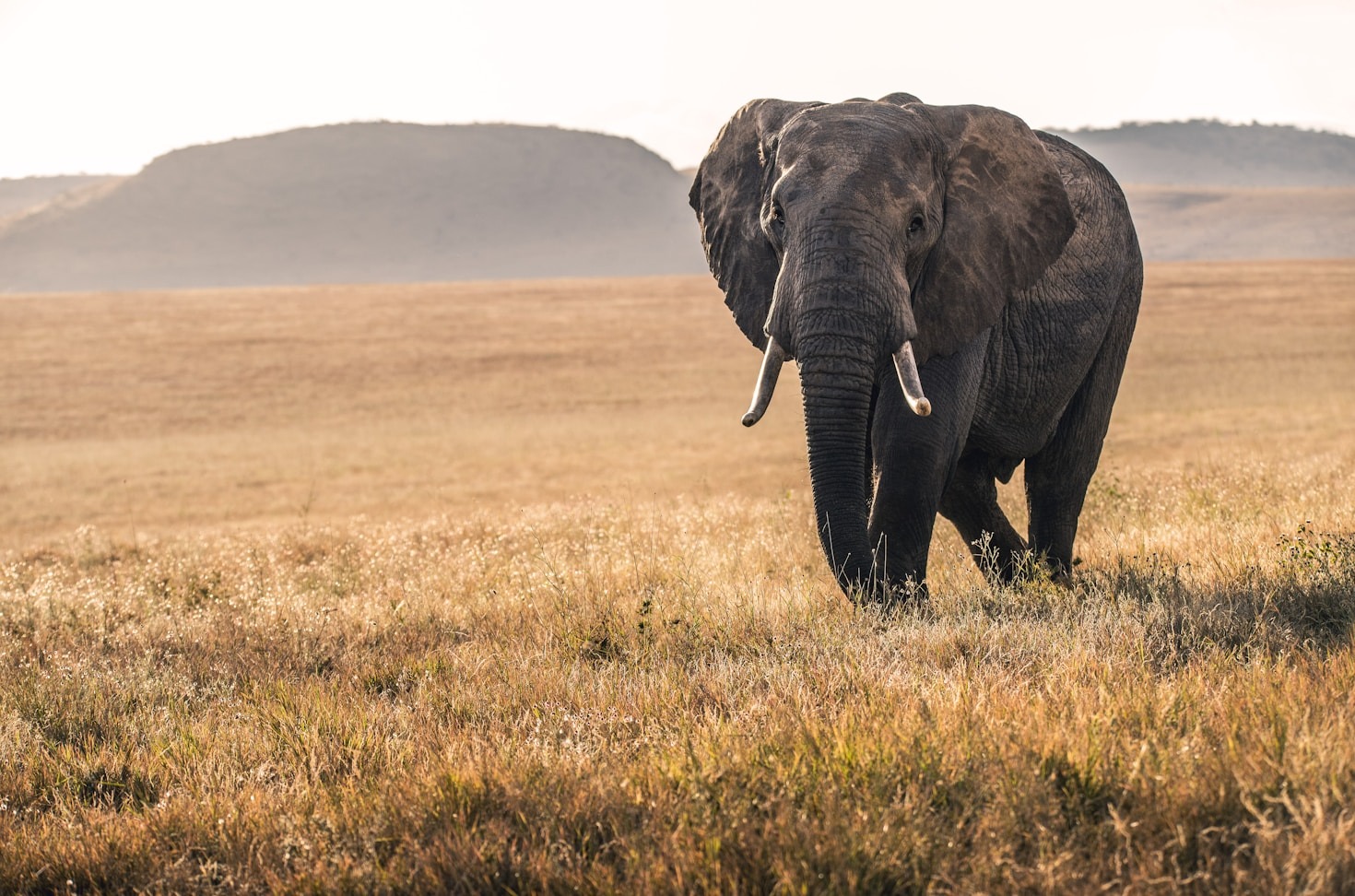 Understanding the Importance of Biodiversity