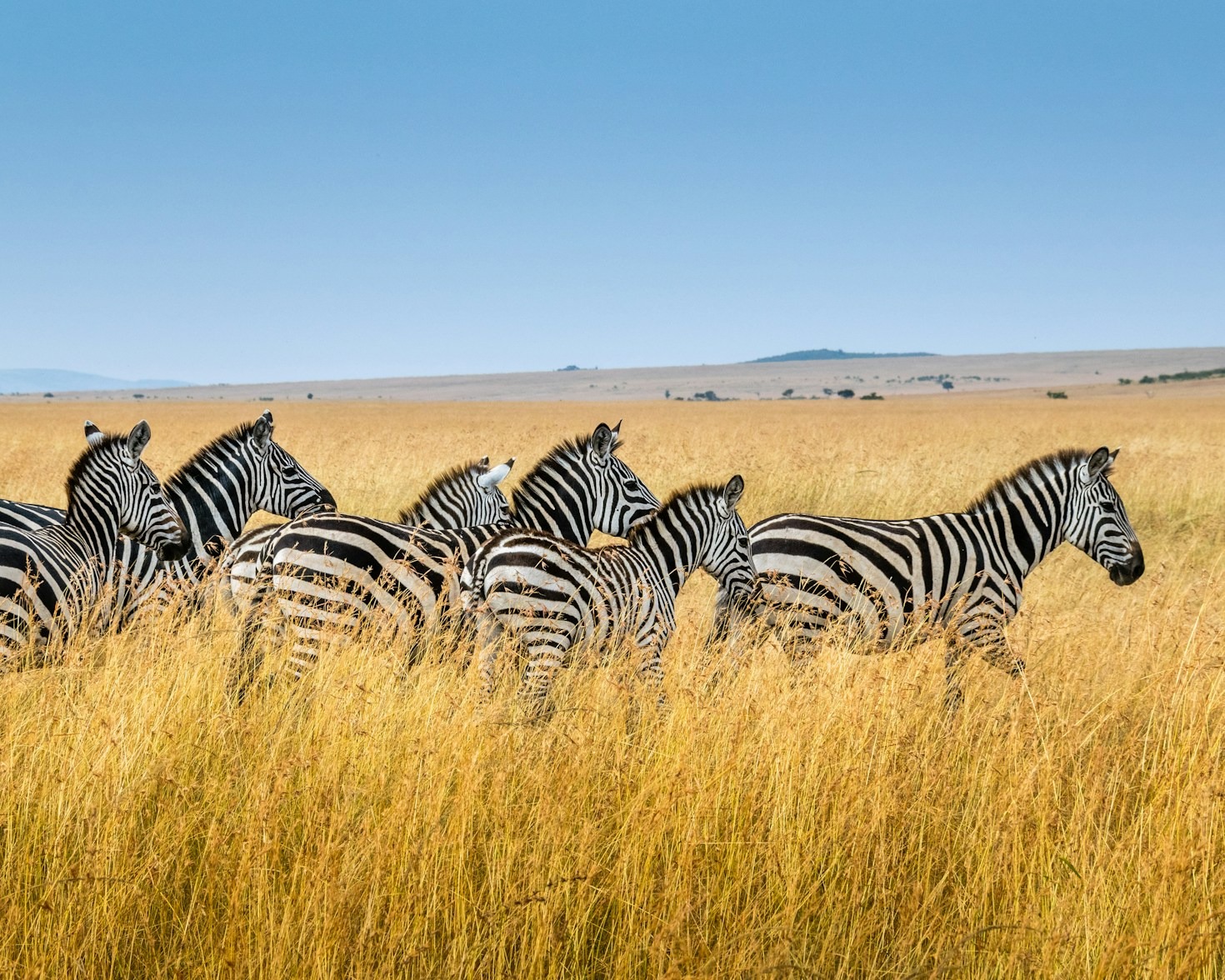 Endangered Species Spotlight: Stories of Survival