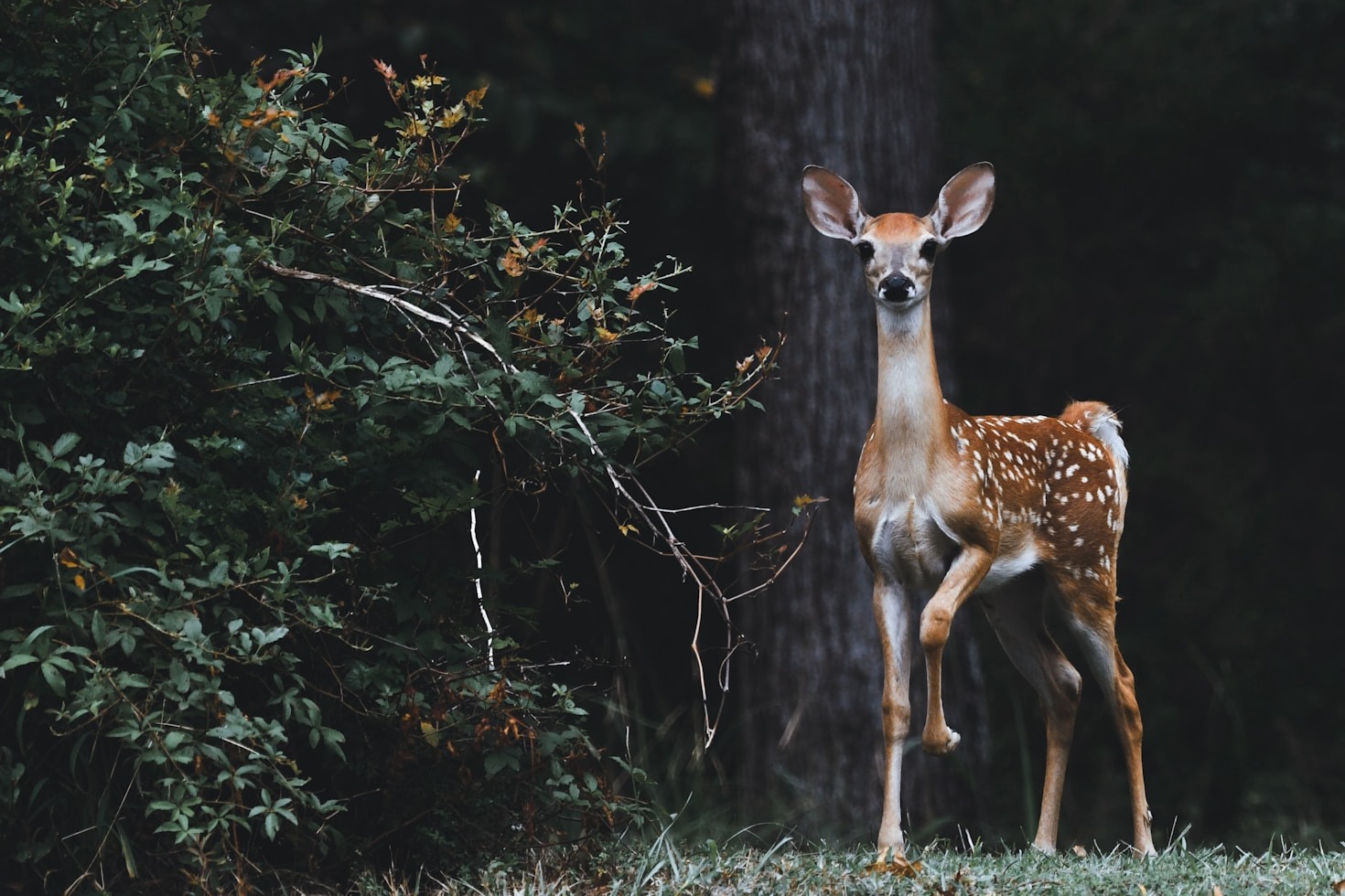 How Global Efforts Protect Endangered Animals