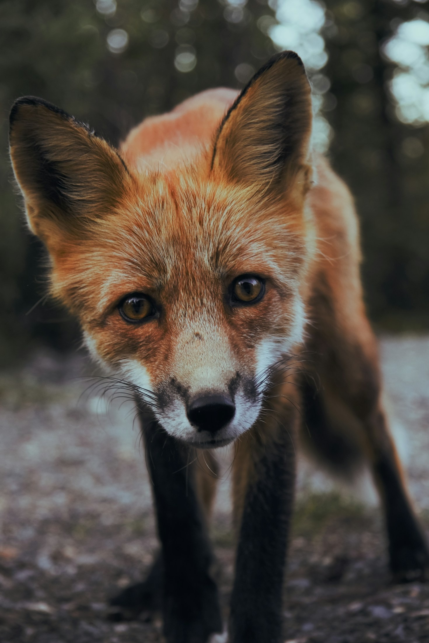 Ways to Get Involved in Conservation Projects