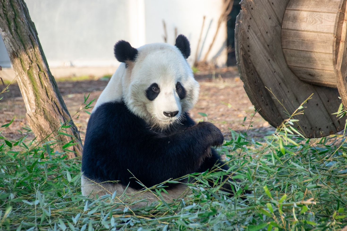 Success Stories from Wildlife Conservation Efforts